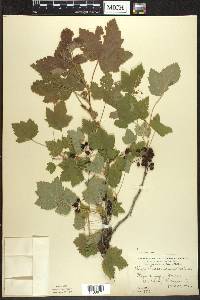 Ribes hudsonianum image