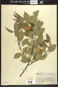 Prunus pensylvanica image