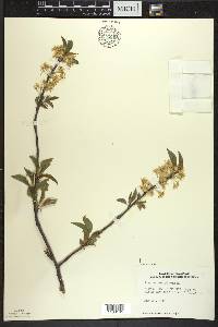 Prunus pensylvanica image