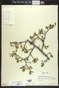 Prunus umbellata image