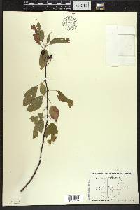 Prunus pensylvanica image