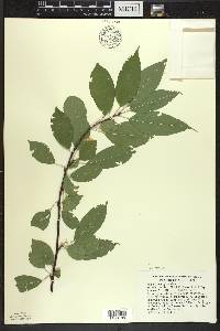 Prunus pensylvanica image