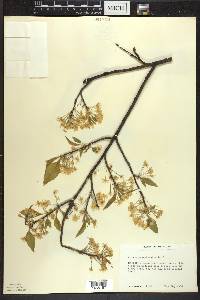 Prunus pensylvanica image