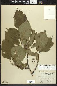 Prunus nigra image