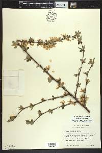 Prunus tomentosa image