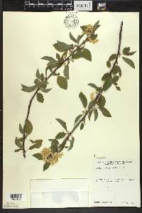 Prunus pensylvanica image