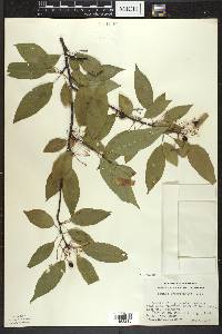 Prunus pensylvanica image