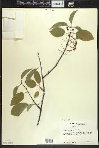 Prunus pensylvanica image