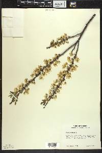 Prunus pumila image