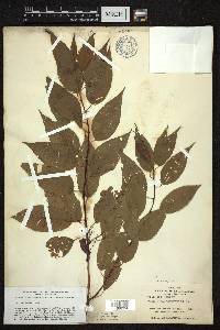 Prunus pensylvanica image