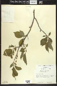 Prunus nigra image