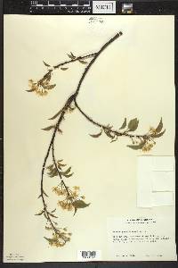 Prunus pensylvanica image