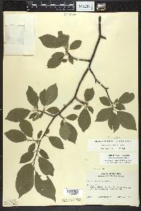 Prunus umbellata image