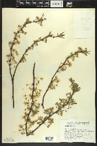 Prunus pumila image