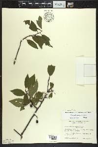 Prunus umbellata image