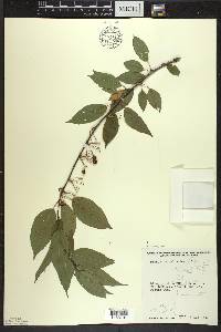 Prunus pensylvanica image