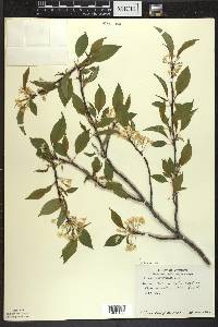 Prunus pensylvanica image