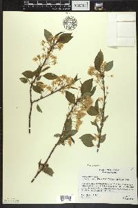 Prunus pensylvanica image