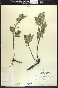 Prunus pumila image