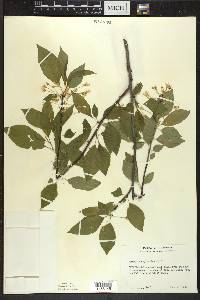 Prunus pensylvanica image