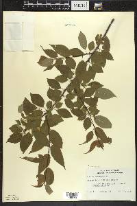 Prunus pensylvanica image