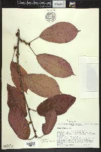 Prunus avium image