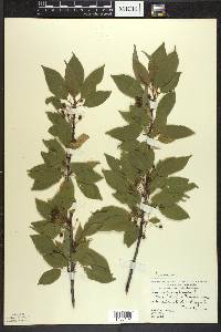 Prunus pensylvanica image