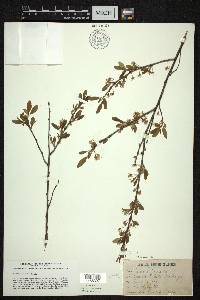 Prunus pumila image