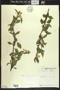 Prunus pensylvanica image