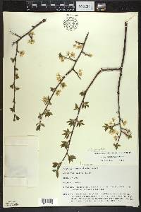 Prunus umbellata image