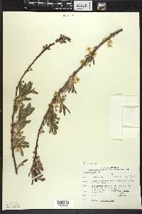 Prunus pumila image