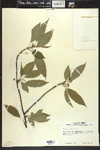 Prunus pensylvanica image