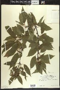 Prunus pensylvanica image