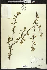 Prunus pensylvanica image