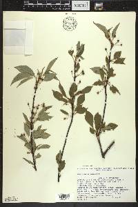 Prunus pensylvanica image