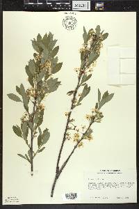 Prunus pumila image