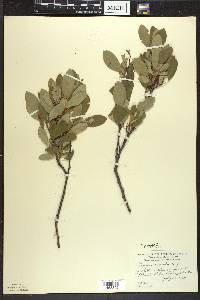 Prunus pumila image