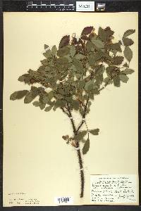 Rosa acicularis image