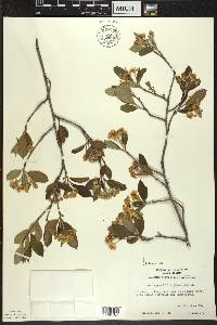 Aronia × prunifolia image