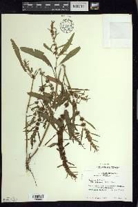 Rumex fueginus image