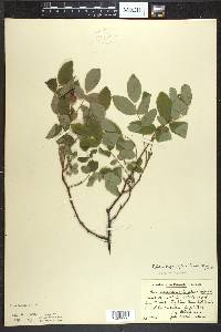 Rosa acicularis image