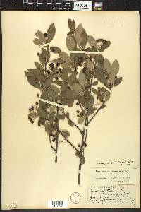 Aronia × prunifolia image