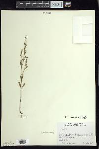 Polygonum ramosissimum image