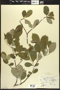 Aronia × prunifolia image