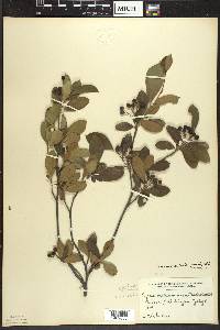 Aronia × prunifolia image