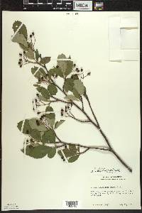 Aronia × prunifolia image