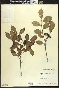 Aronia × prunifolia image