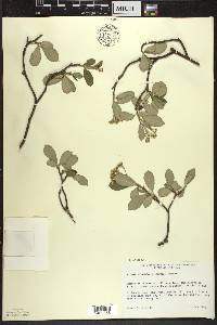 Aronia × prunifolia image