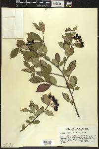 Aronia × prunifolia image