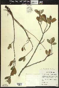Aronia × prunifolia image